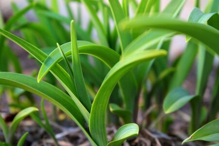 Tender sprout growing photo