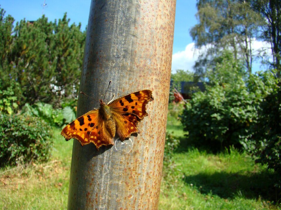 Insect tortoiseshell nature