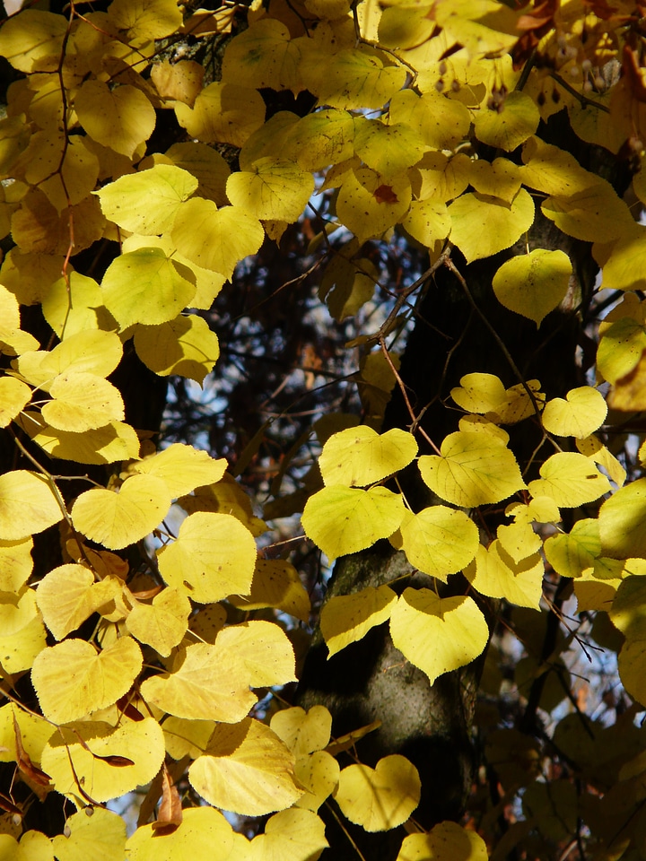 Winter linde stone linde tilia cordata