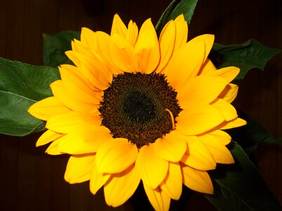 Bloom yellow sunflowers