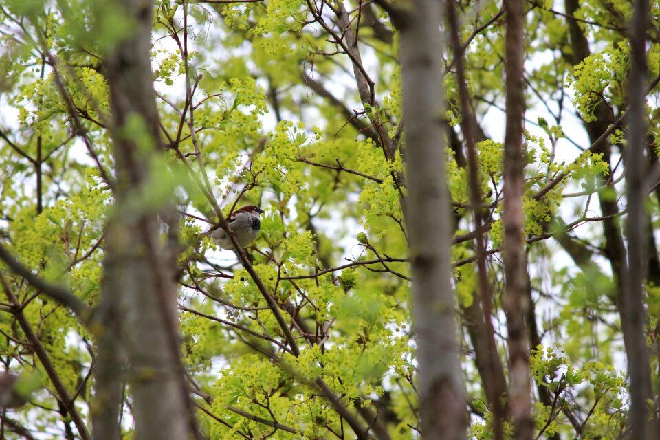 Sit feather nature