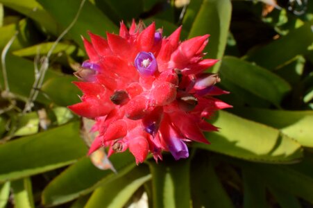 Macro botany