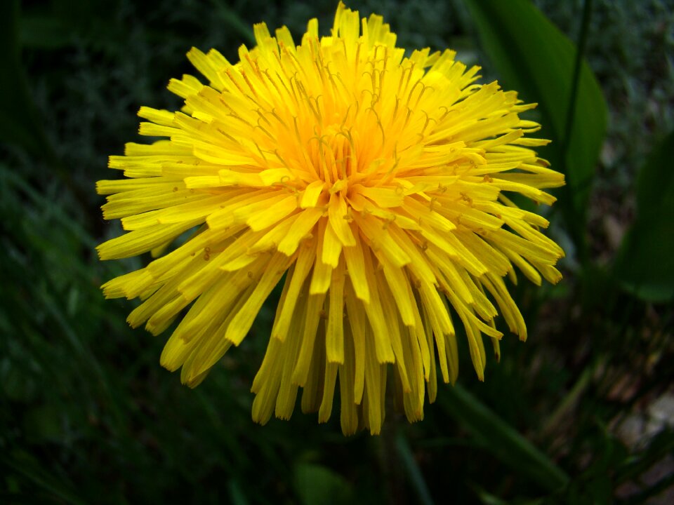 Yellow summer flower