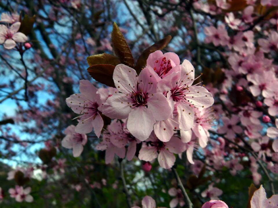 Bud bloom spring