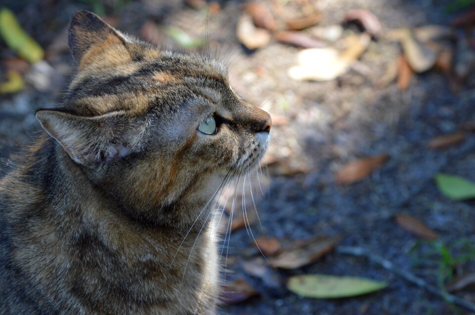 Animal kitten photo