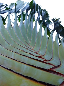 Fan palm plant green