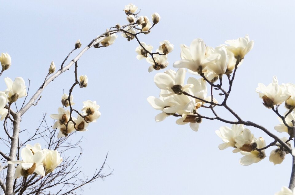 Spring flowers nature flowers photo