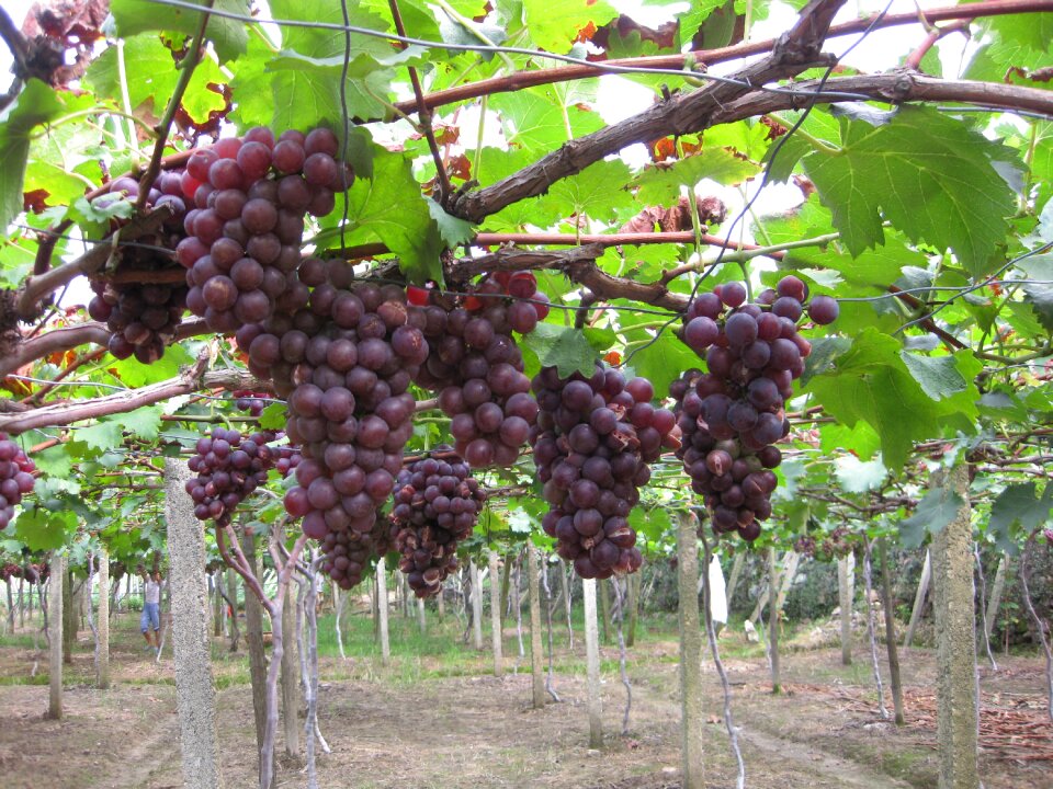 Grape picking picnic