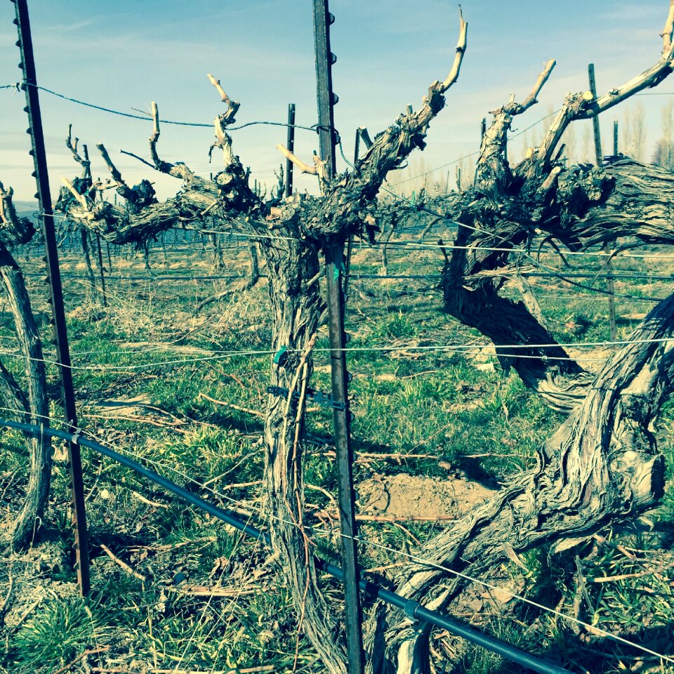 Grapes winery agriculture