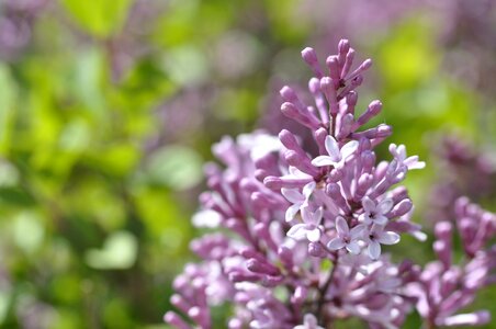 Purple bloom ornamental shrub photo