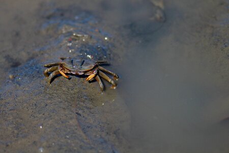 Nature beach fiddler crabs
