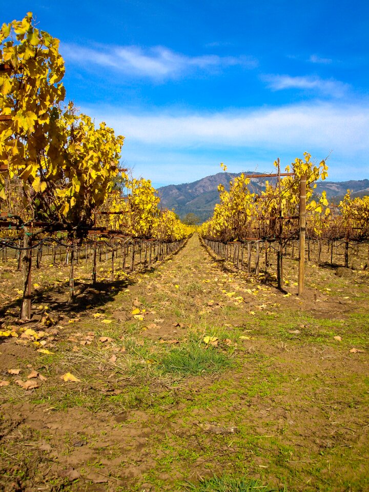West united states wine