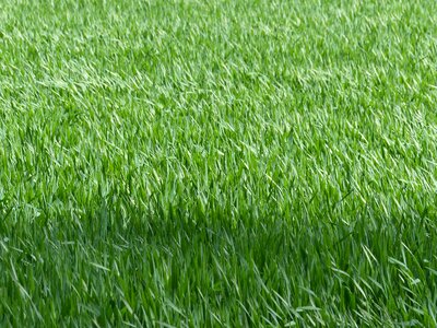 Wheat field nature halme