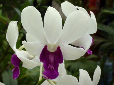 Flower purple plant