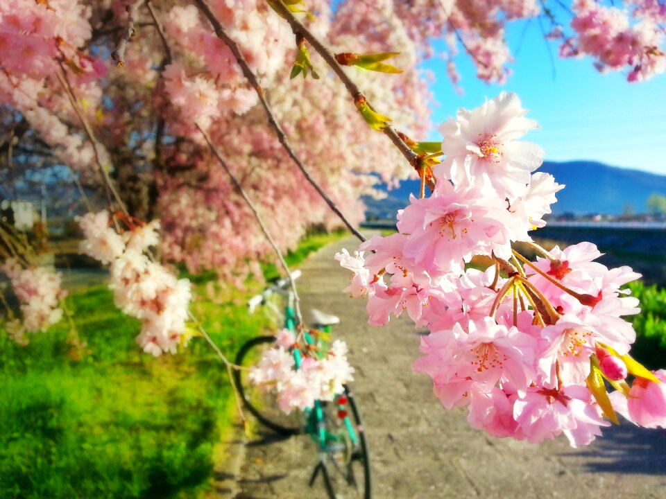Spring bike cherry tree