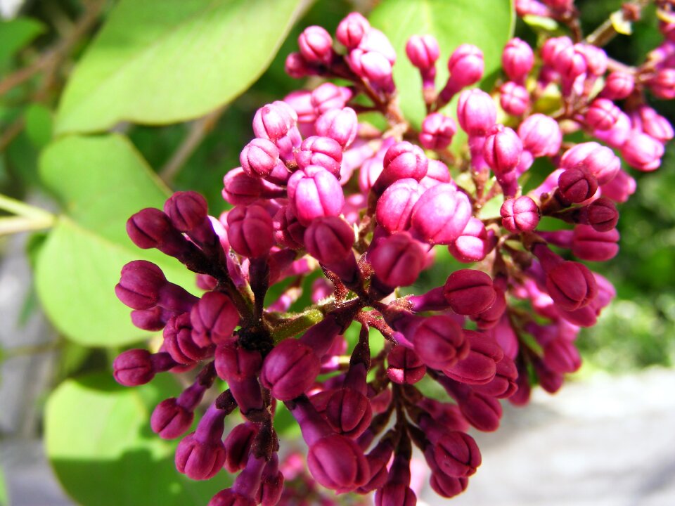 Garden lilacs flower