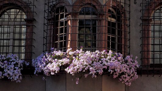 Iron lattice wrought iron flowers photo