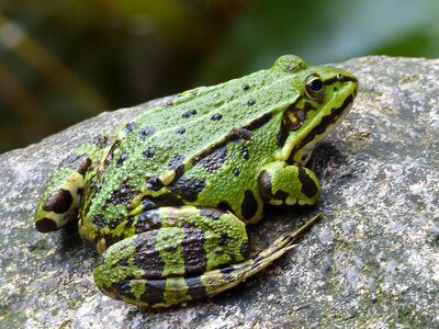Amphibian water frog nature