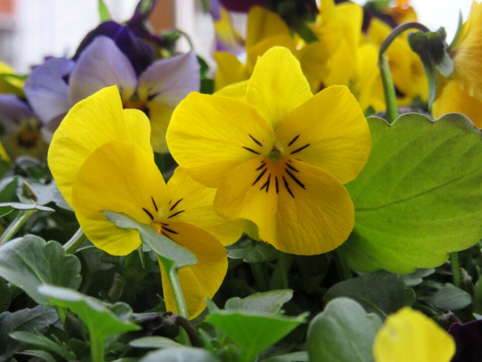 Flower plant close up