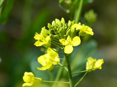 Rape blossom flower macro