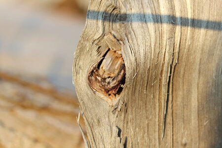 Log wood nature photo