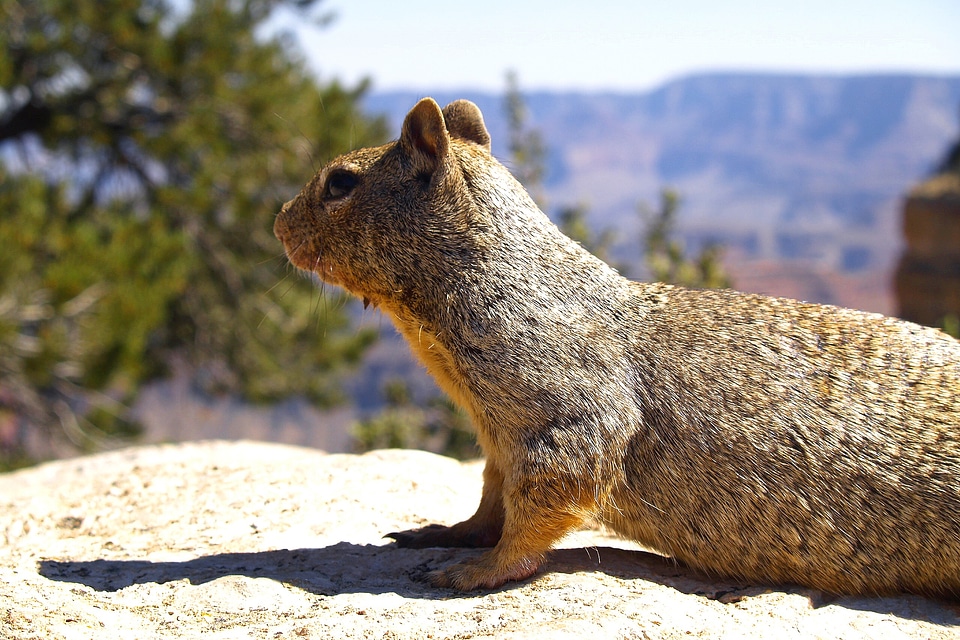 Rodent ground hole