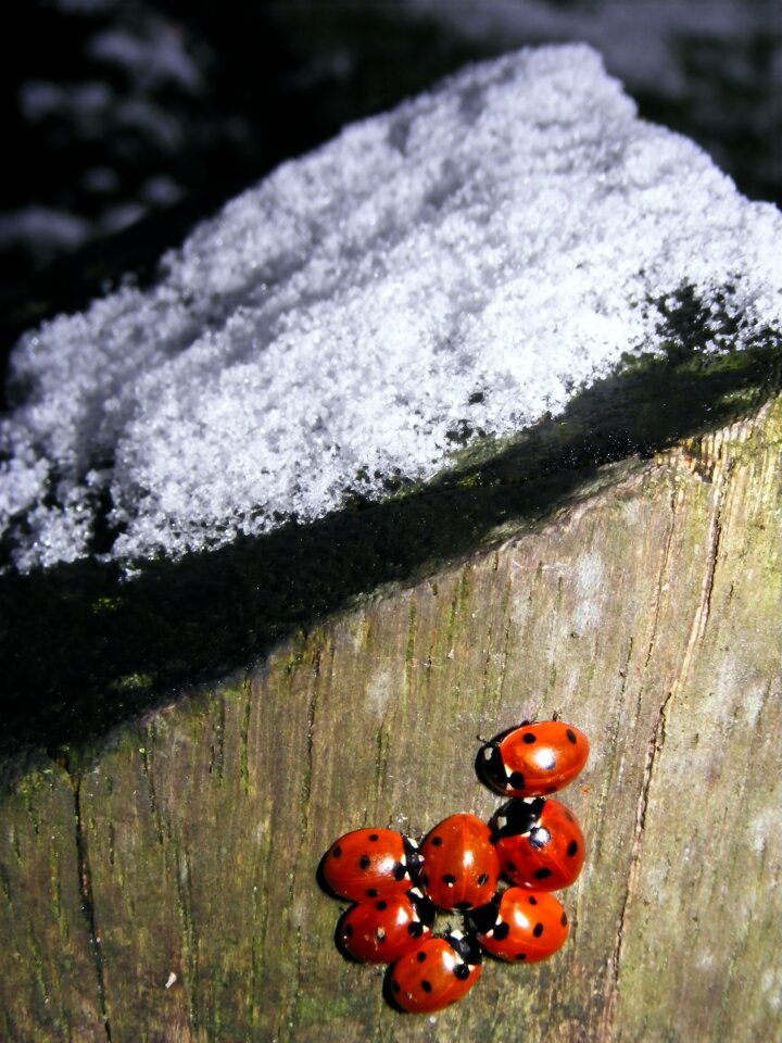 Snow ladybug winter