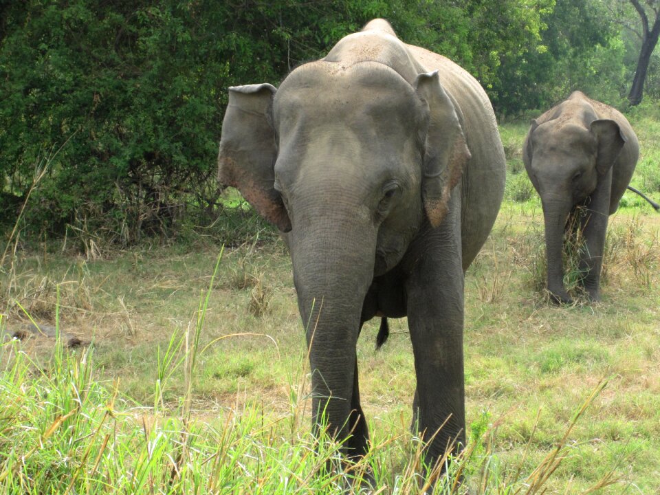 Elephant expensive natural