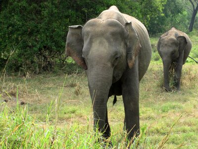 Elephant expensive natural