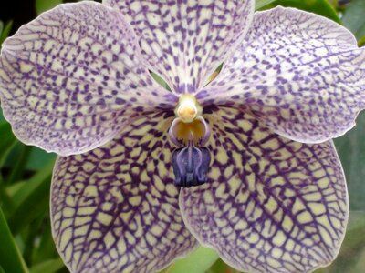 Flower plant purple
