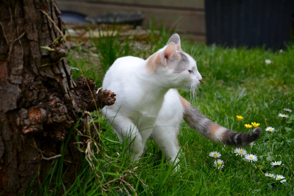 Grass lookout cute