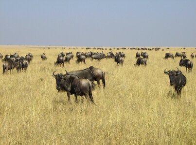 Africa kenya gnu