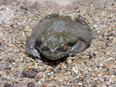 Animal alvarius incilius poison animal