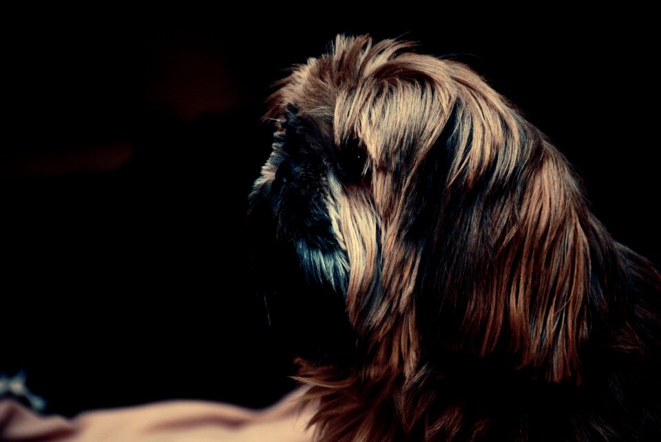 Shih tzu animal cute