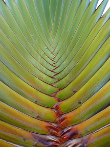 Fan palm plant green photo