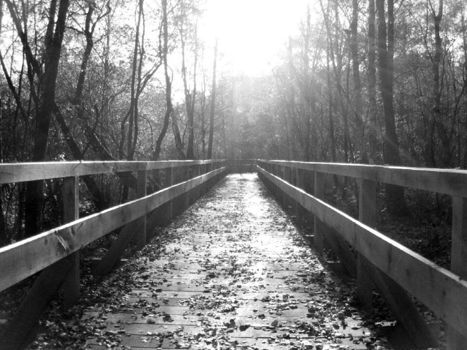 Bridge nature black and white