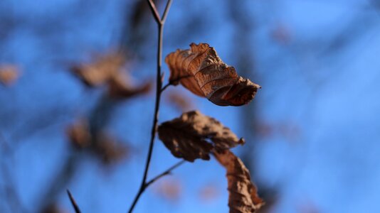 Leaves depth of field Free photos