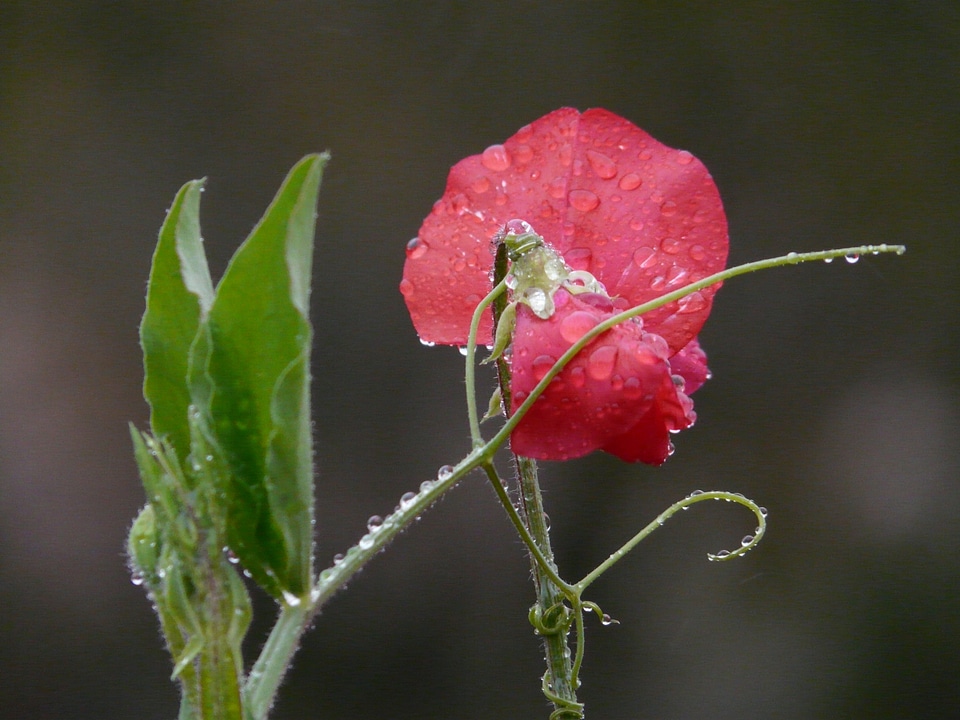 Faboideae legume red
