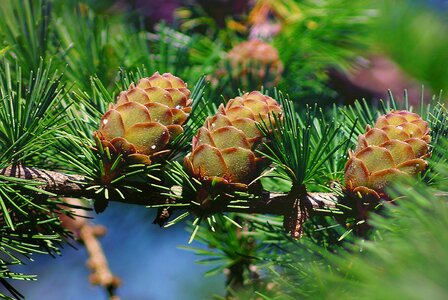 Iglak larch cones sprig
