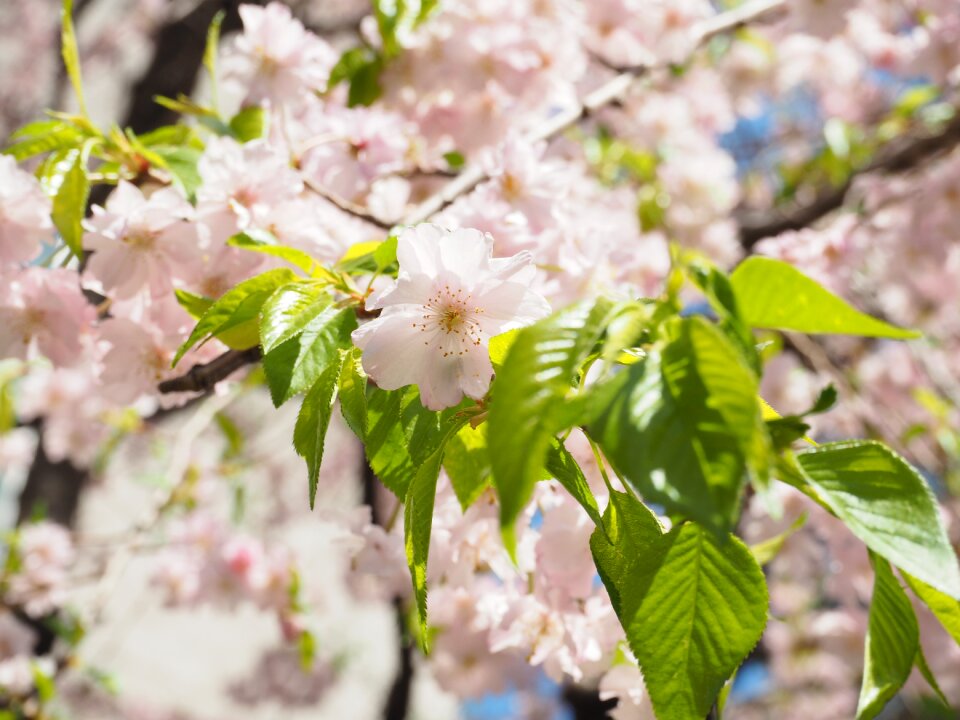 Flowers spring flowers spring