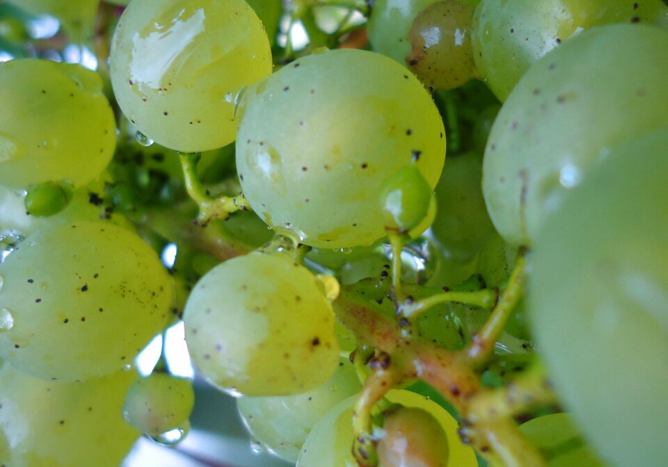 Green sweet eat