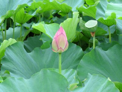 Natural lotus flower pink