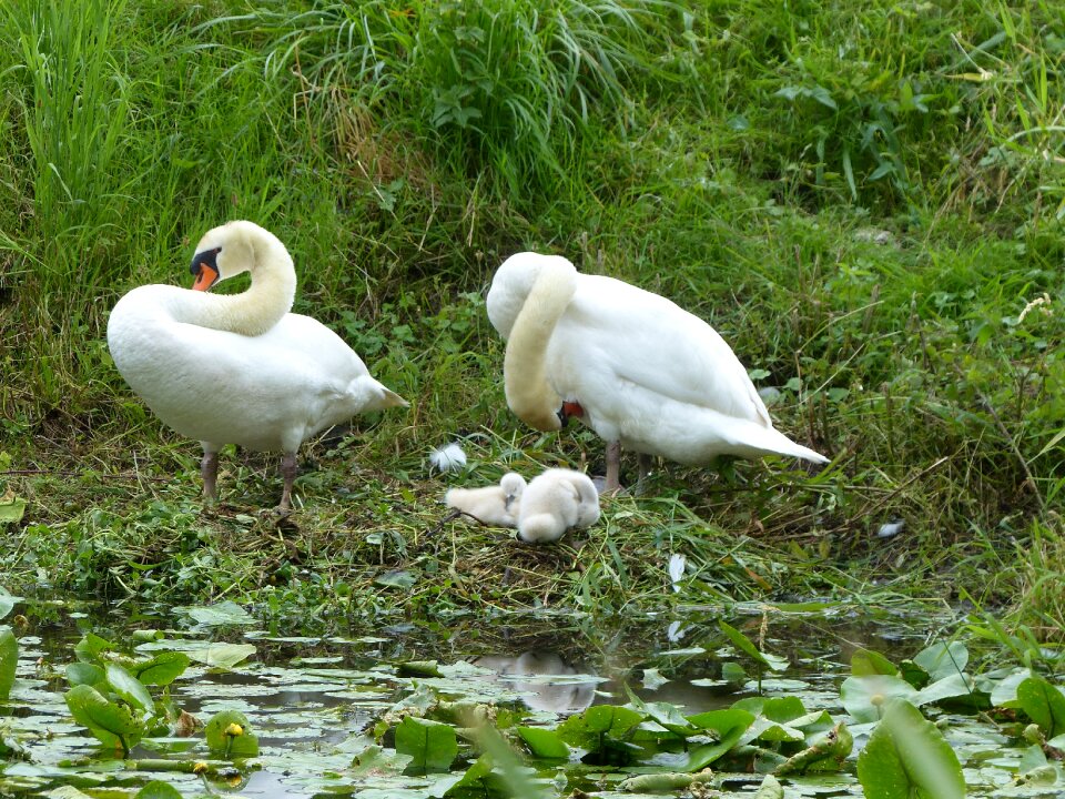 Swans lake animal world