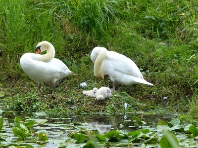 Swans lake animal world photo