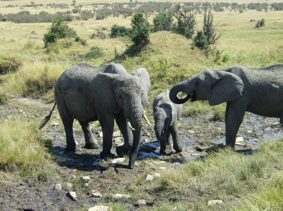 Africa kenya elephant
