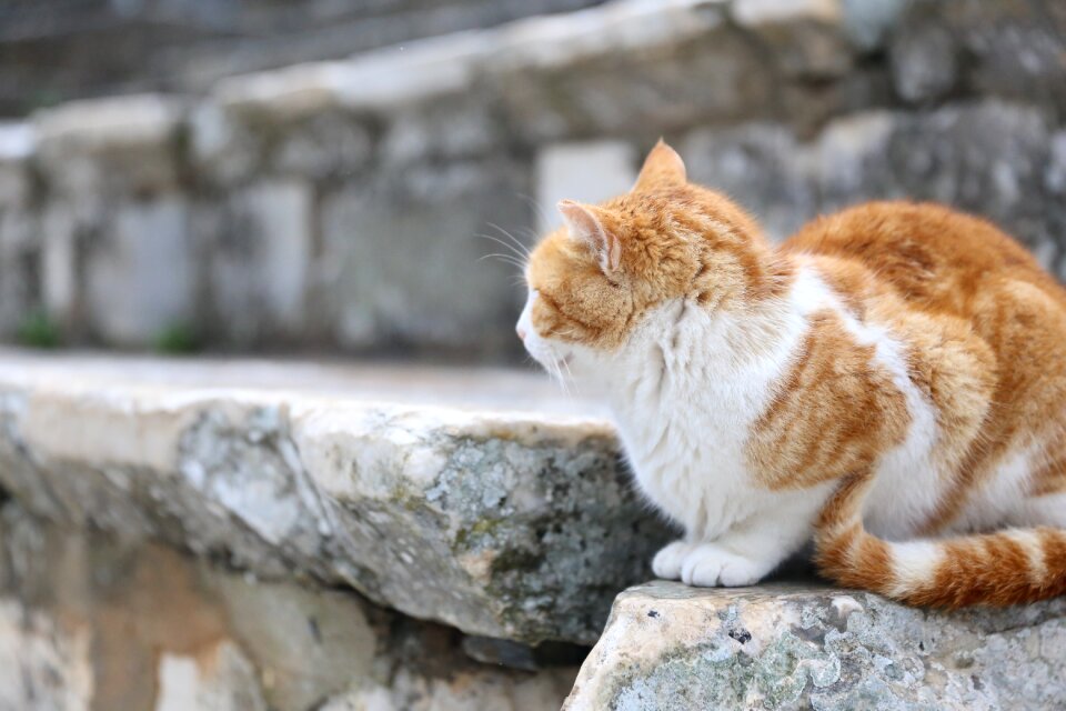 Ginger ruins monuments