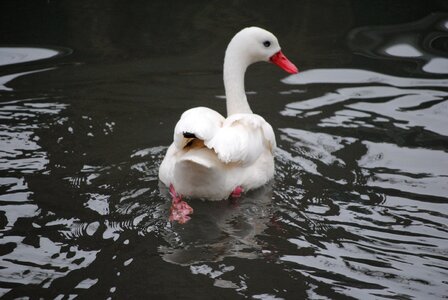 Nature lake love