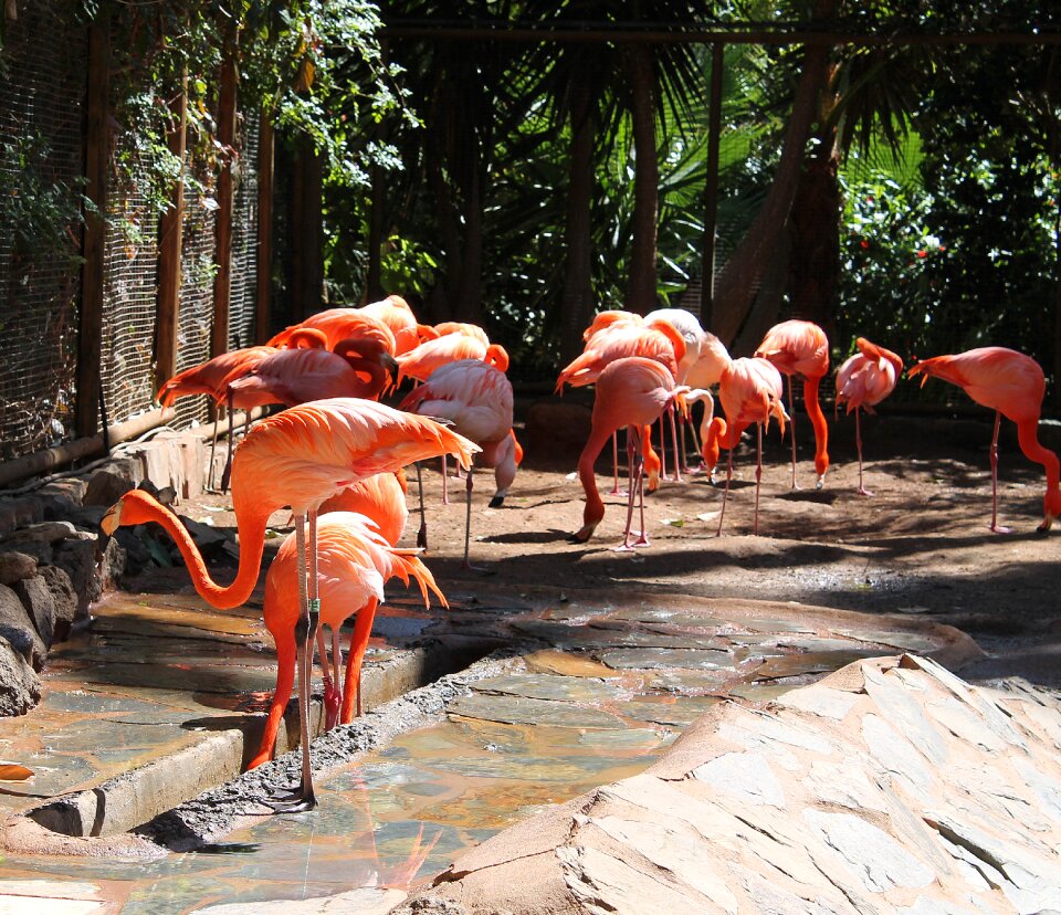 Birds expensive pink