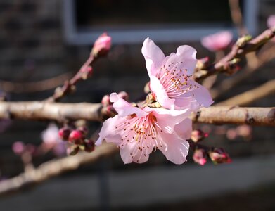 Spring blooming
