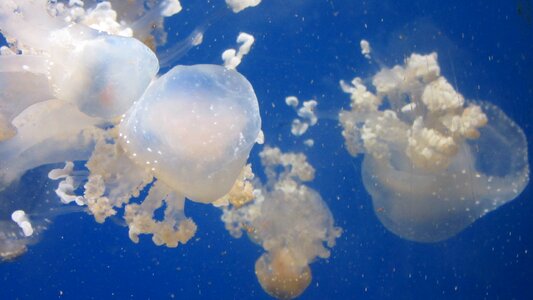 Animal medusa sea animal photo